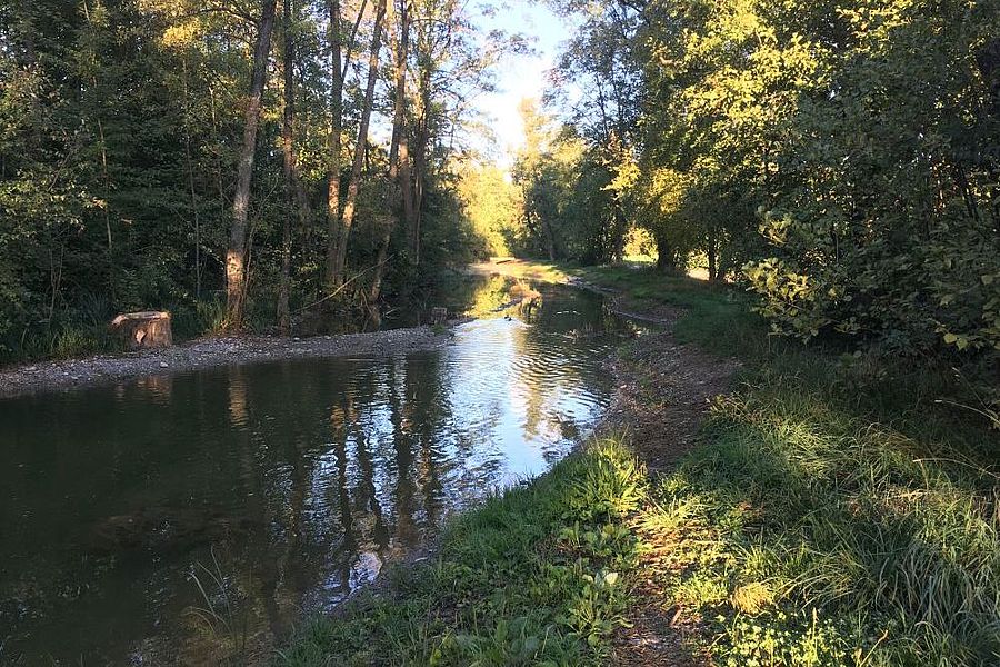 Revitalisierter Bachlauf fördert die Längsvernetzung